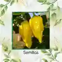10 Semillas Orgánicas De Ají Habanero Limón