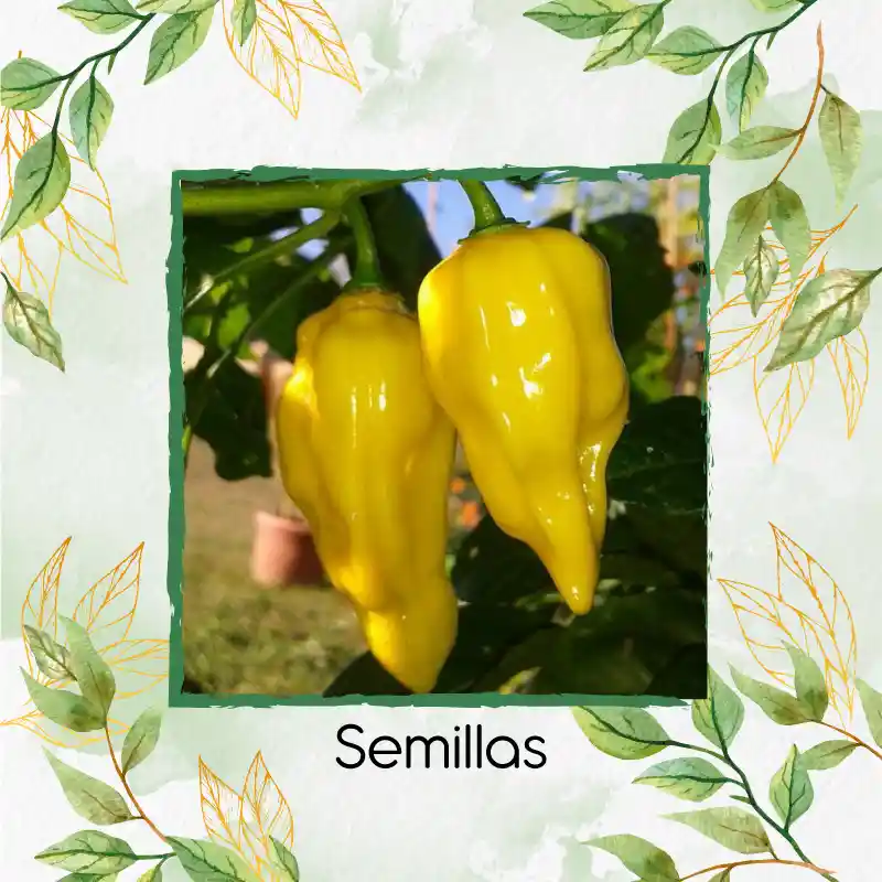 10 Semillas Orgánicas De Ají Habanero Limón