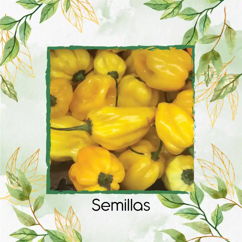 10 Semillas Orgánicas De Ají Habanero Limón
