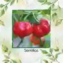 5 Semillas Orgánicas De Ají Habanero Rojo