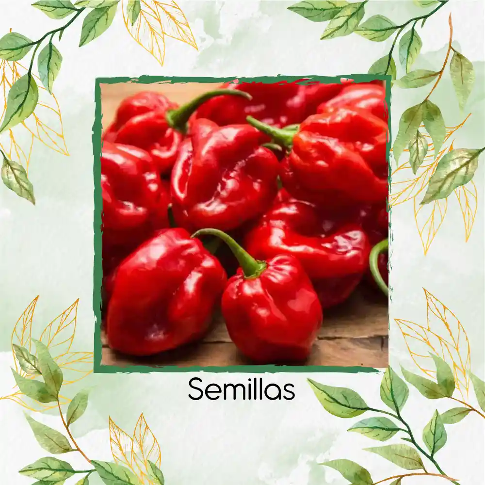 5 Semillas Orgánicas De Ají Habanero Rojo