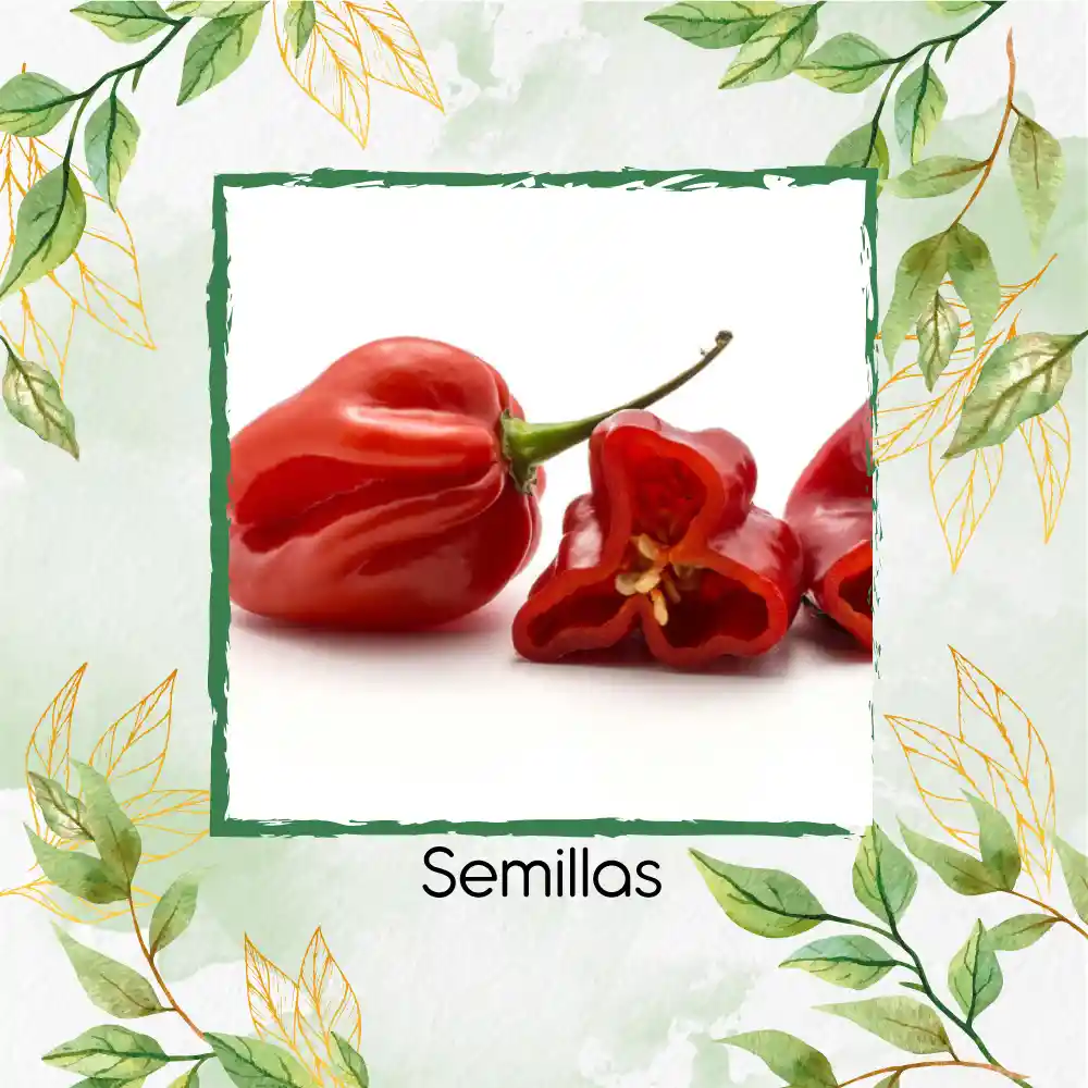 20 Semillas Orgánicas De Ají Habanero Rojo