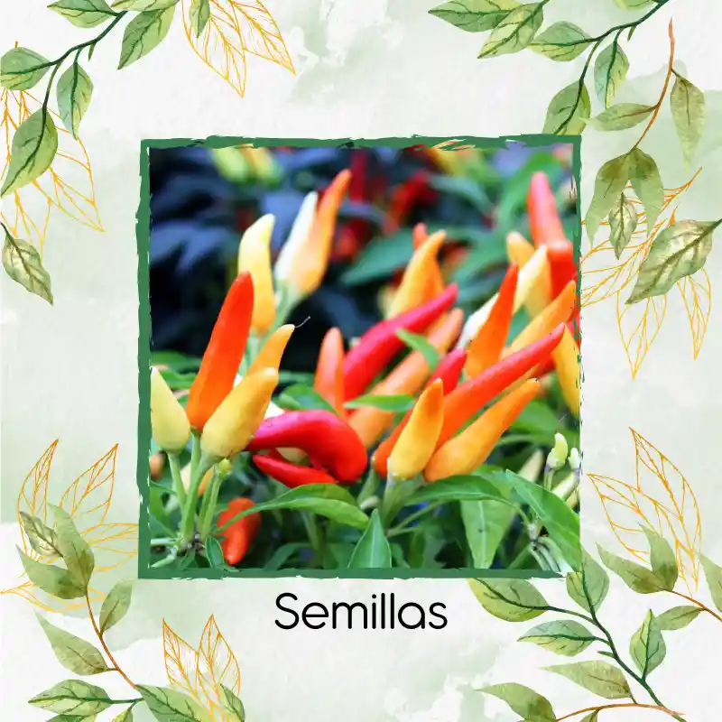 500 Semillas Orgánicas De Ají Ornamental