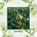 400 Semillas Orgánicas De Alcachofa