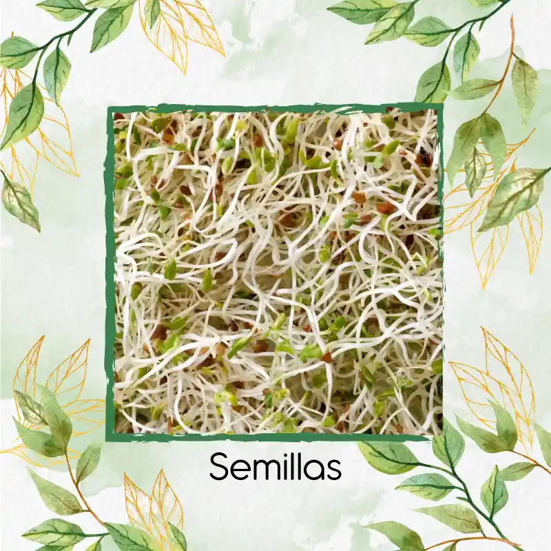 4.500 Semillas Orgánicas De Alfalfa