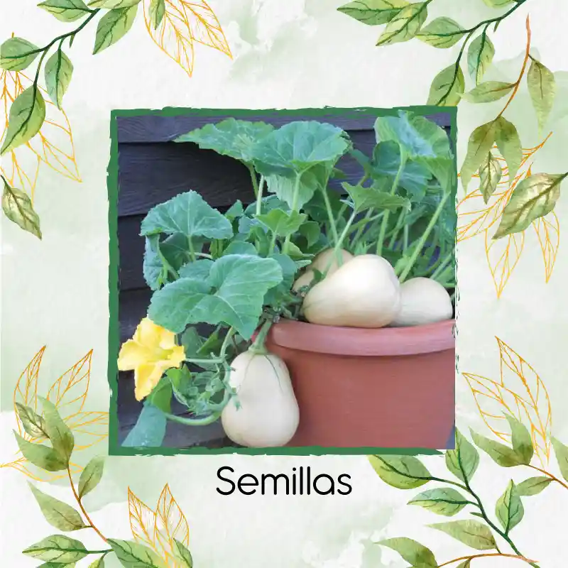 600 Semillas Orgánicas De Auyama