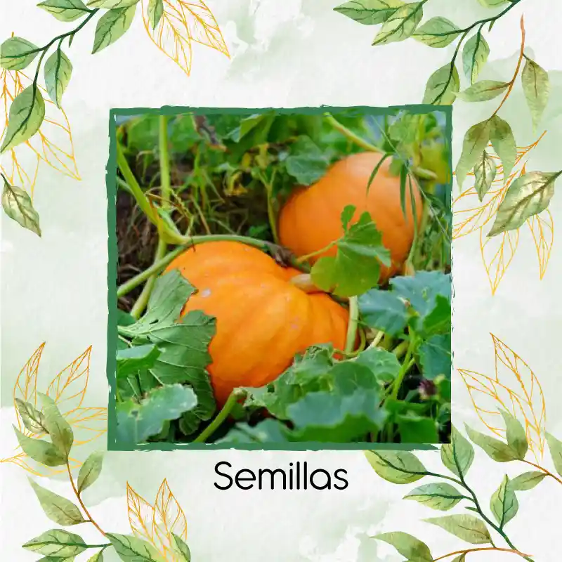 600 Semillas Orgánicas De Auyama