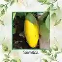 1.000 Semillas Orgánicas De Berenjena Amarilla