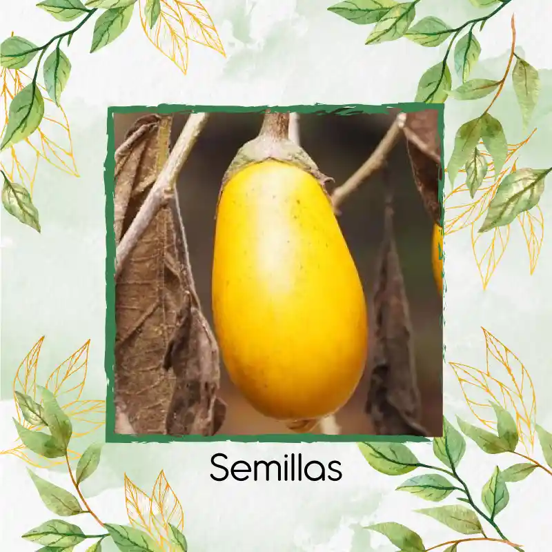 1.000 Semillas Orgánicas De Berenjena Amarilla