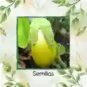 1.000 Semillas Orgánicas De Berenjena Amarilla