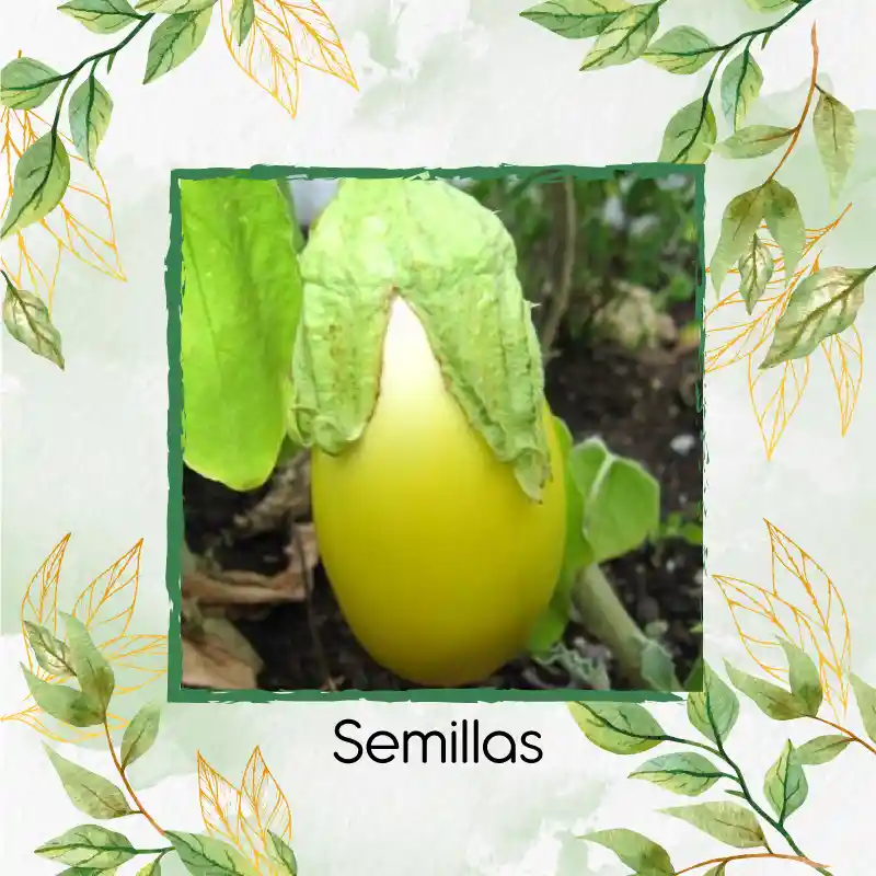 1.000 Semillas Orgánicas De Berenjena Amarilla