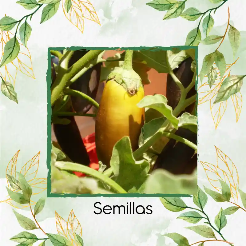 1.000 Semillas Orgánicas De Berenjena Amarilla