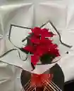 Planta De Navidad O Poinsettia