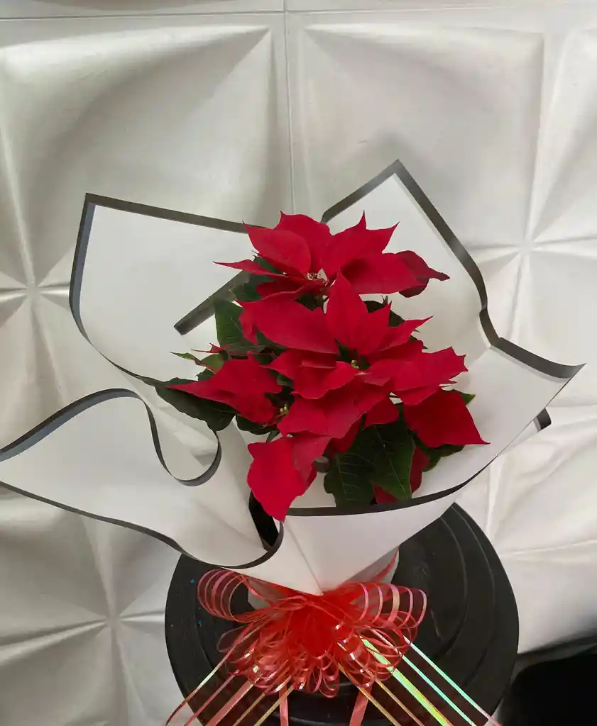 Planta De Navidad O Poinsettia