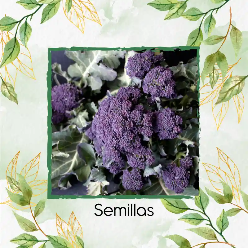 190 Semillas Orgánicas De Brócoli Morado