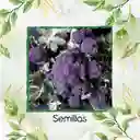 750 Semillas Orgánicas De Brócoli Morado