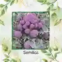 750 Semillas Orgánicas De Brócoli Morado