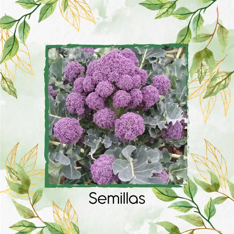750 Semillas Orgánicas De Brócoli Morado
