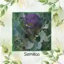 750 Semillas Orgánicas De Brócoli Morado