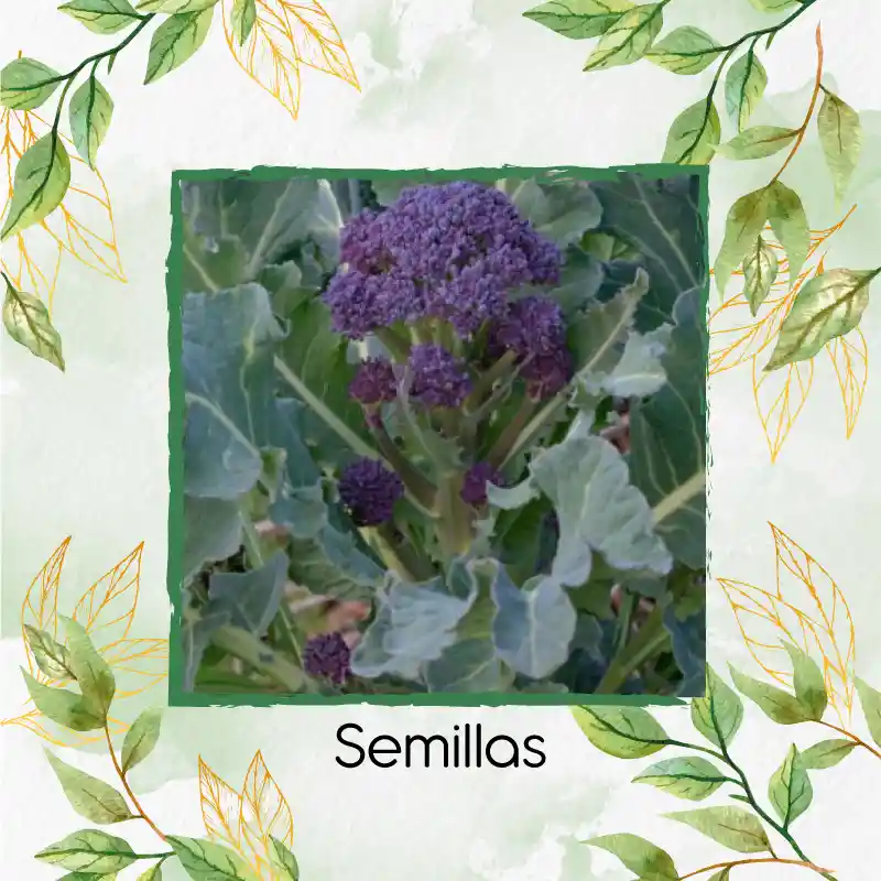 750 Semillas Orgánicas De Brócoli Morado