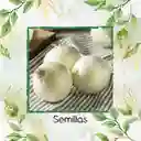 1.000 Semillas Orgánicas De Cebolla Blanca