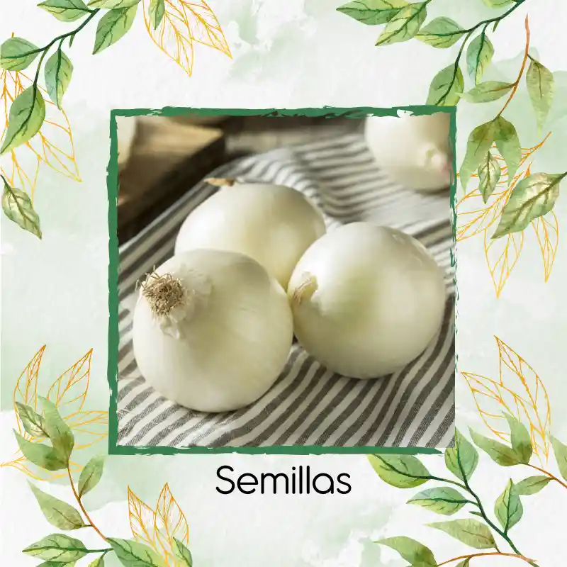 1.000 Semillas Orgánicas De Cebolla Blanca