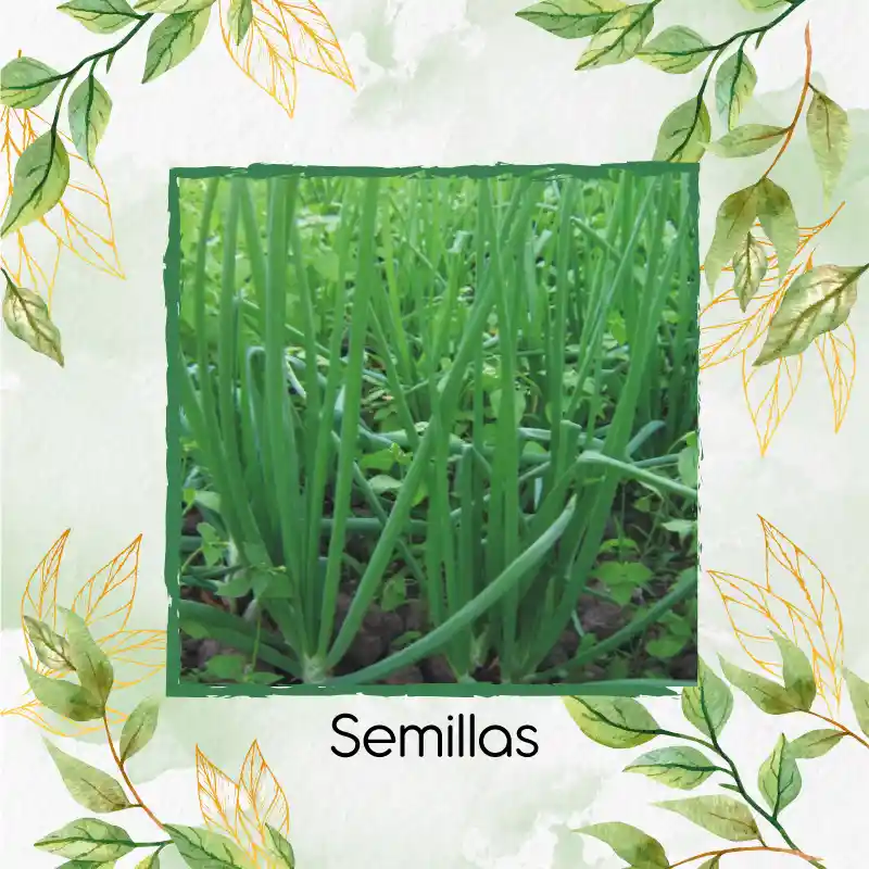2.000 Semillas Orgánicas De Cebolla Larga