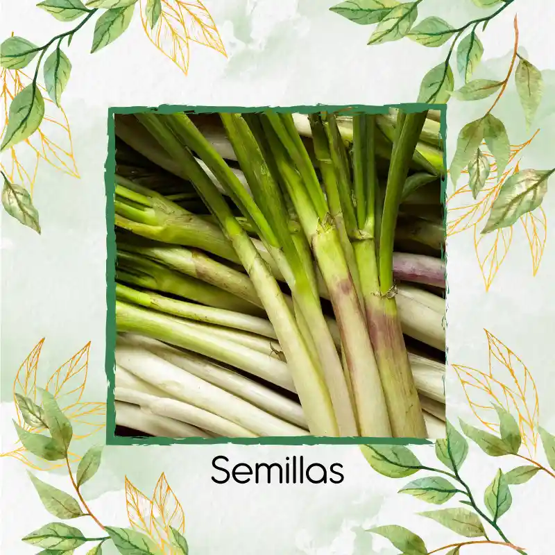 2.000 Semillas Orgánicas De Cebolla Larga
