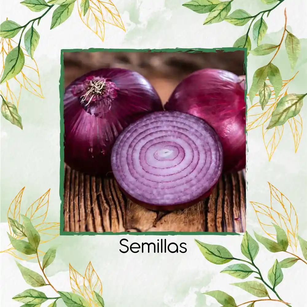 50 Semillas Orgánicas De Cebolla Roja