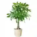 Pachira Aquática Trenzada - Árbol Del Dinero