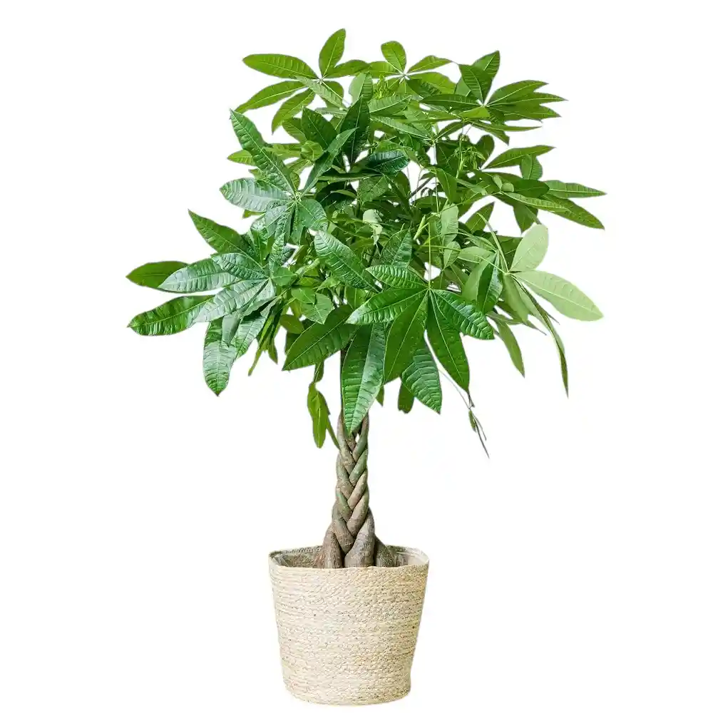Pachira Aquática Trenzada - Árbol Del Dinero