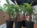 Pachira Aquática Trenzada - Árbol Del Dinero