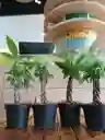 Pachira Aquática Trenzada - Árbol Del Dinero