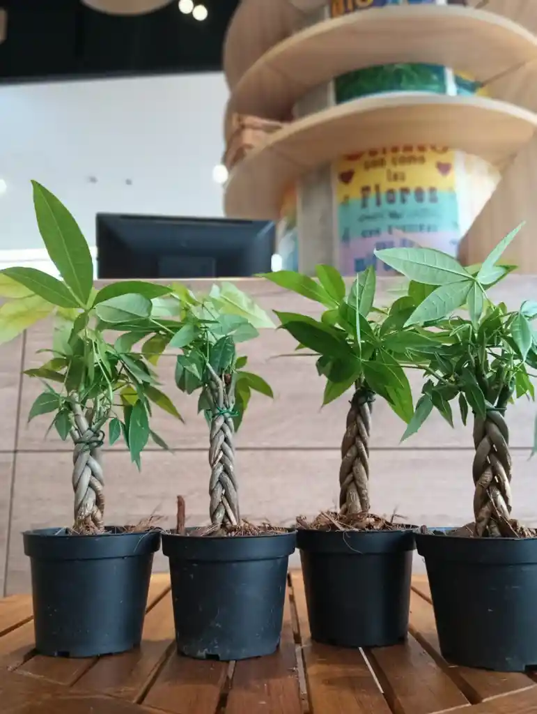 Pachira Aquática Trenzada - Árbol Del Dinero