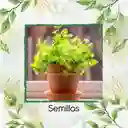 50 Semillas Orgánicas De Cilantro