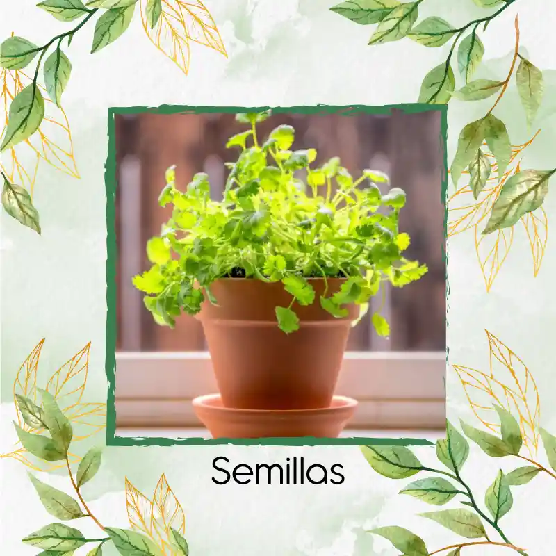 50 Semillas Orgánicas De Cilantro