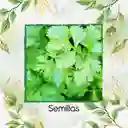 4.000 Semillas Orgánicas De Cilantro