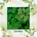 75 Semillas Orgánicas De Cilantro Patimorado