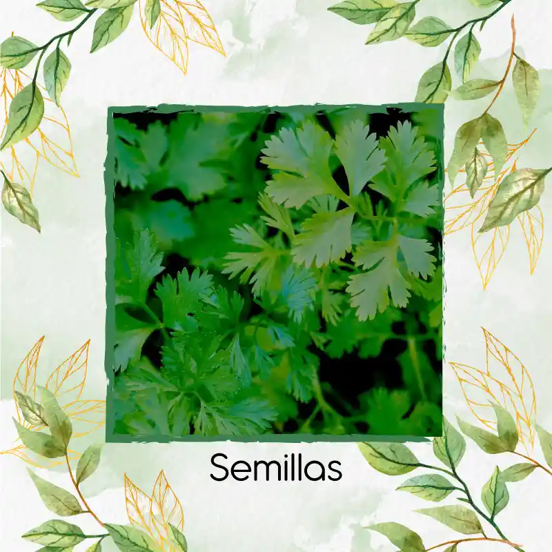 600 Semillas Orgánicas De Cilantro Patimorado