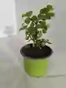 Bonsai De Jade
