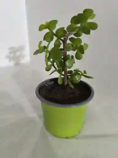 Bonsai De Jade