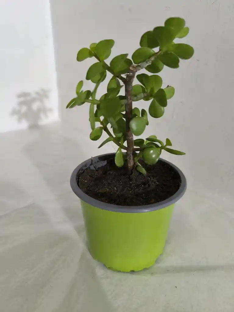 Bonsai De Jade