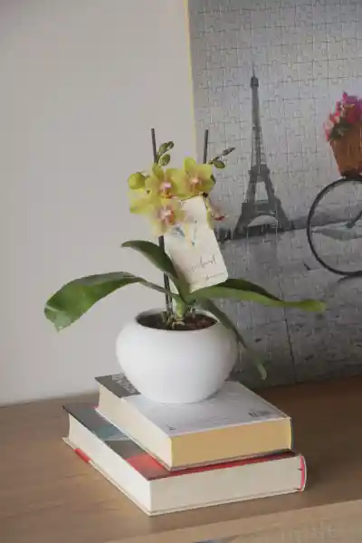 Orquídea Mini Amarilla + Maceta Decorativa