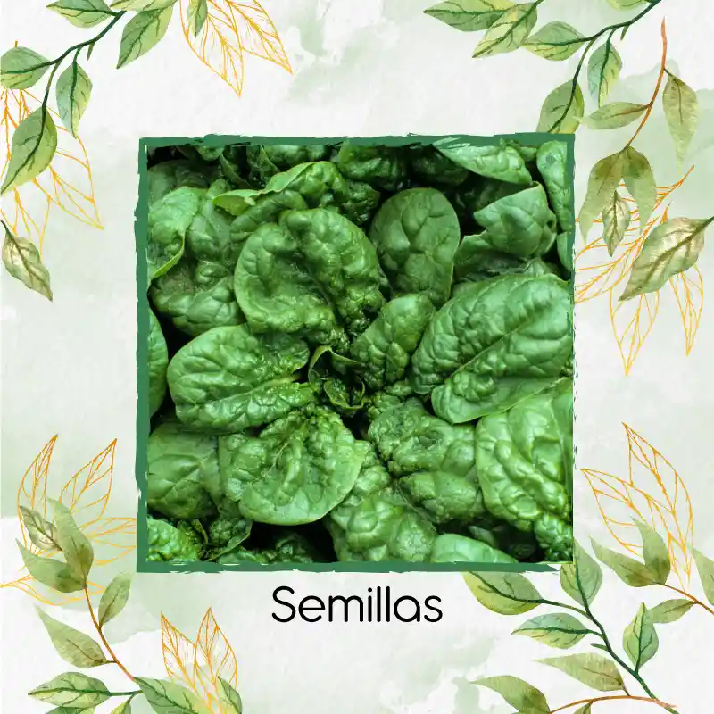 400 Semillas Orgánicas De Espinaca Bloomsdale