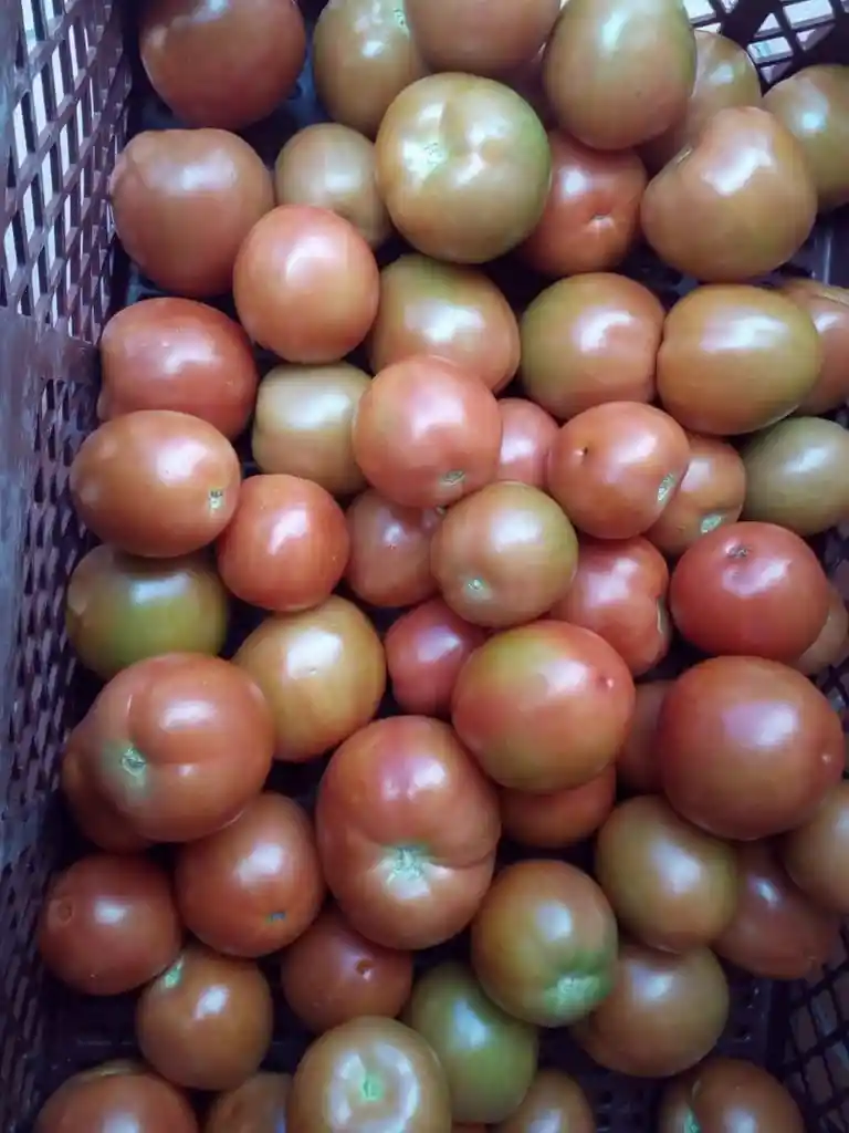 Tomate Larga Vida Canastilla