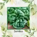 1.600 Semillas Orgánicas De Espinaca Bloomsdale