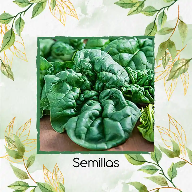 1.600 Semillas Orgánicas De Espinaca Bloomsdale