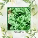 1.600 Semillas Orgánicas De Espinaca Bloomsdale