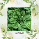1.600 Semillas Orgánicas De Espinaca Bloomsdale
