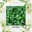 1.600 Semillas Orgánicas De Espinaca Bloomsdale